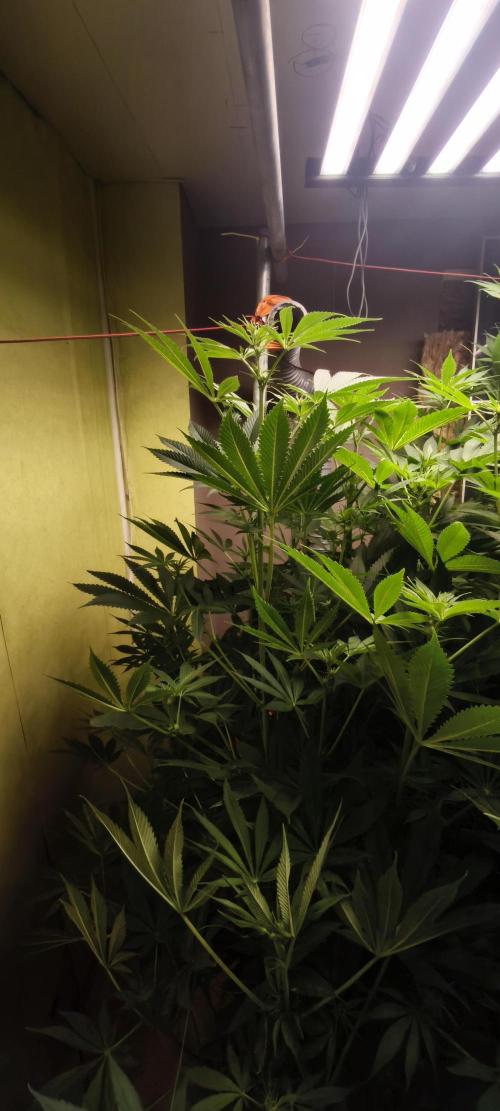 Sticky broccoli 🥦. Week 7
