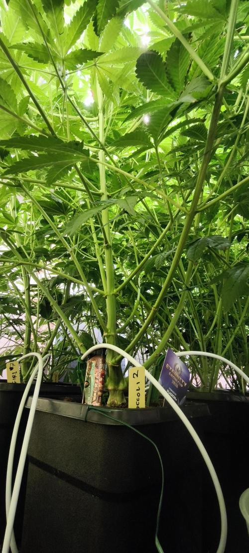 Sticky broccoli 🥦. Week 7
