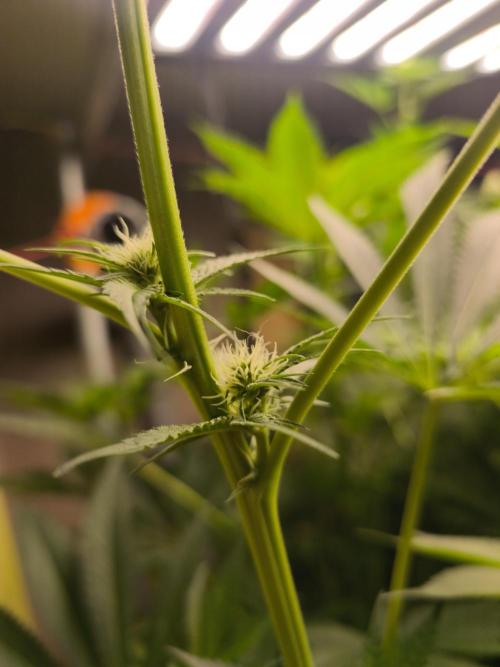 Sticky broccoli 🥦. Week 8