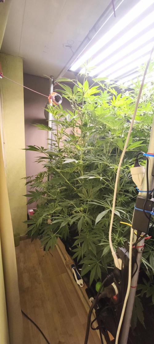 Sticky broccoli 🥦. Week 8