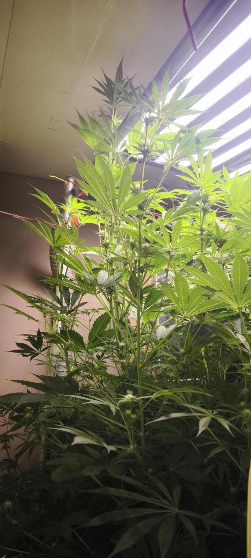 Sticky broccoli 🥦. Week 9