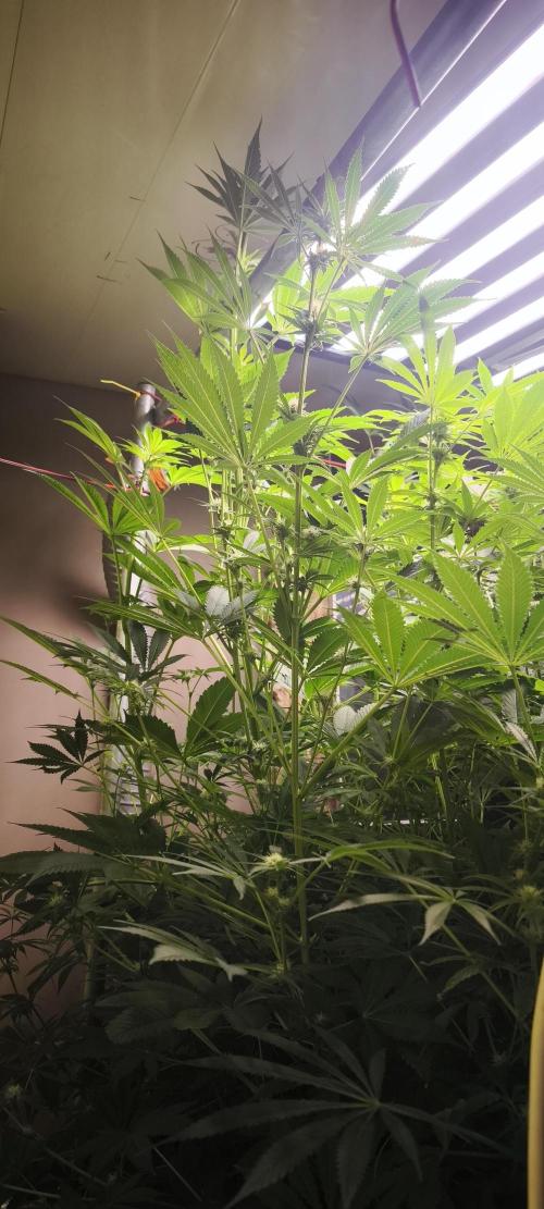 Sticky broccoli 🥦. Week 9