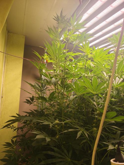 Sticky broccoli 🥦. Week 9
