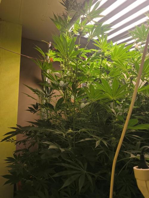 Sticky broccoli 🥦. Week 9