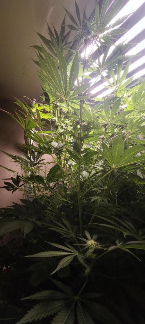 Sticky broccoli 🥦. Week 9