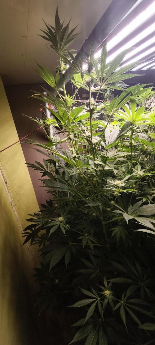 Sticky broccoli 🥦. Week 9