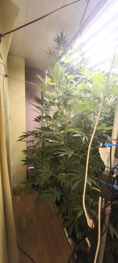 Sticky broccoli 🥦. Week 9