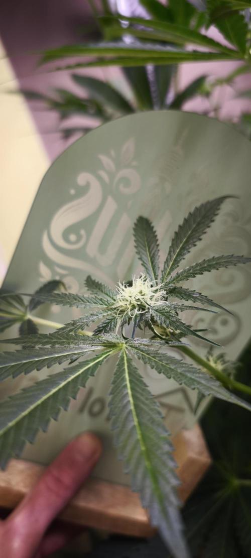 Sticky broccoli 🥦. Week 9