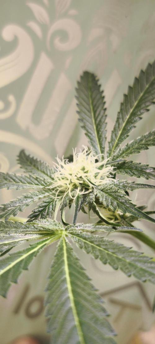 Sticky broccoli 🥦. Week 9