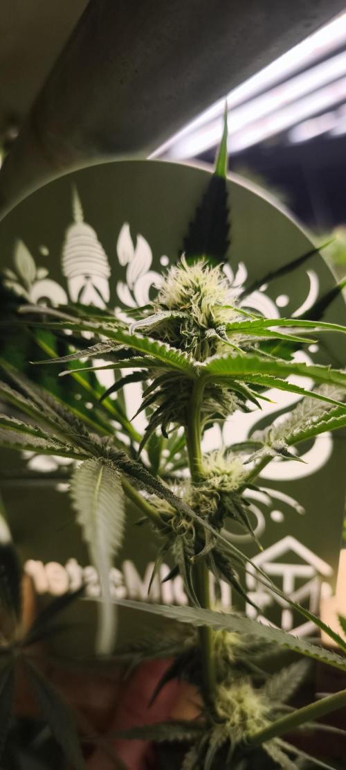 Sticky broccoli 🥦. Week 9
