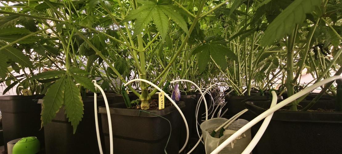 Sticky broccoli 🥦. Week 9
