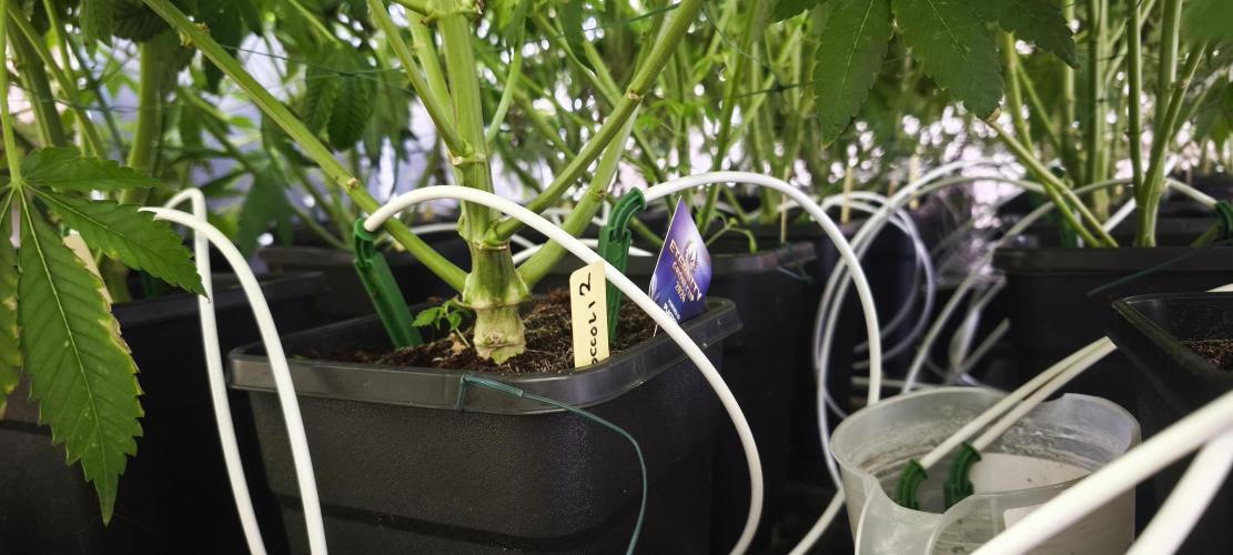 Sticky broccoli 🥦. Week 9