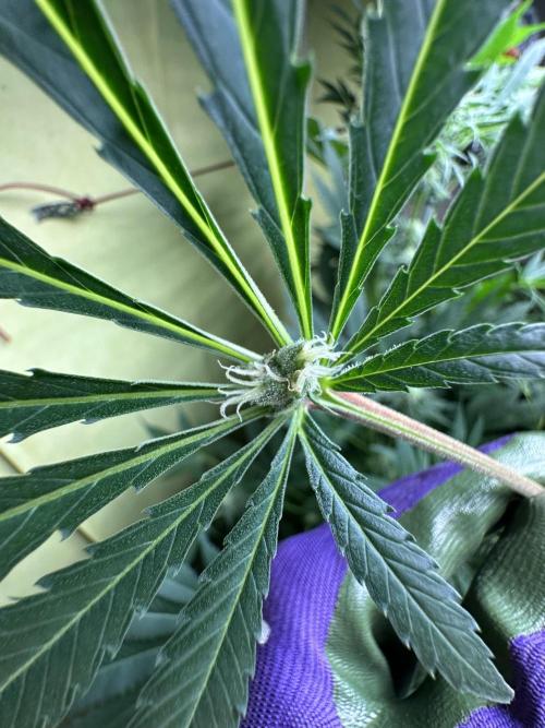 Sticky broccoli 🥦. Week 10