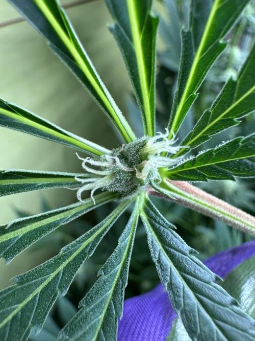 Sticky broccoli 🥦. Week 10