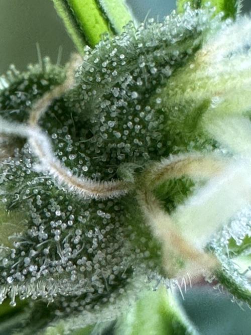 Sticky broccoli 🥦. Week 10