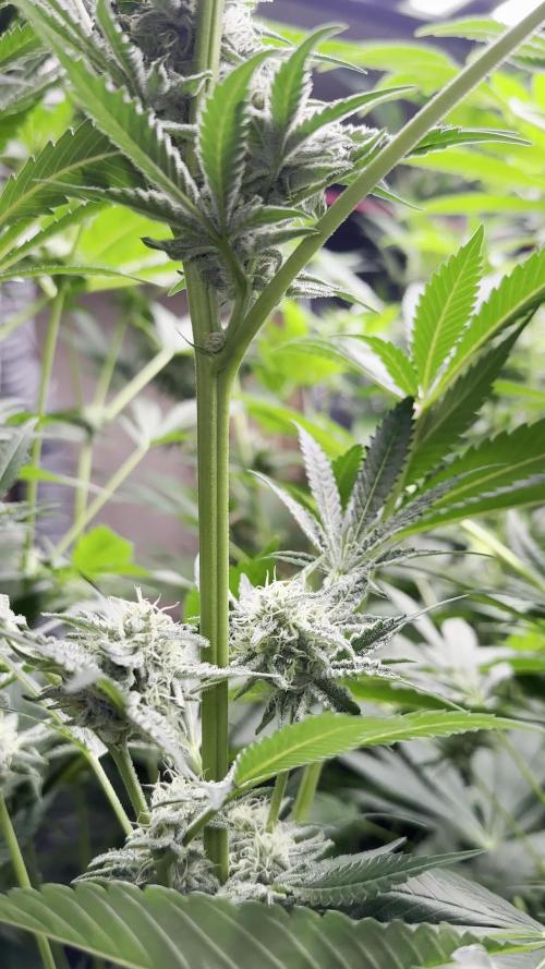 Sticky broccoli 🥦