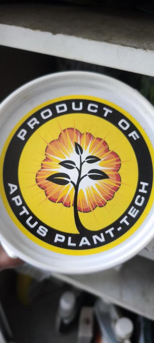 Khalifa fpf auto contest. Week 0