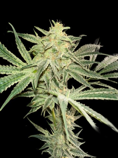 Sticky broccoli 🥦. Week 12