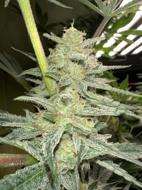 Sticky broccoli 🥦. Week 12