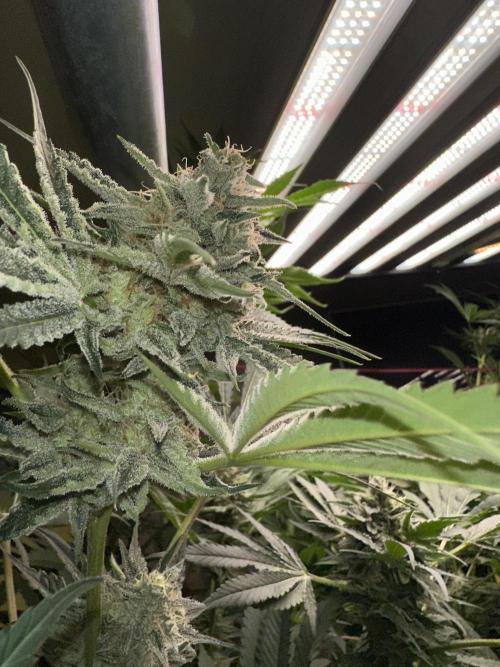 Sticky broccoli 🥦. Week 12
