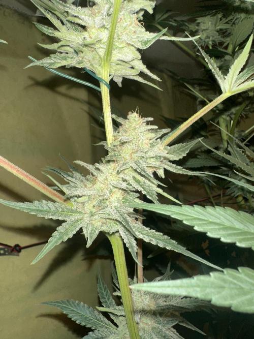 Sticky broccoli 🥦. Week 12