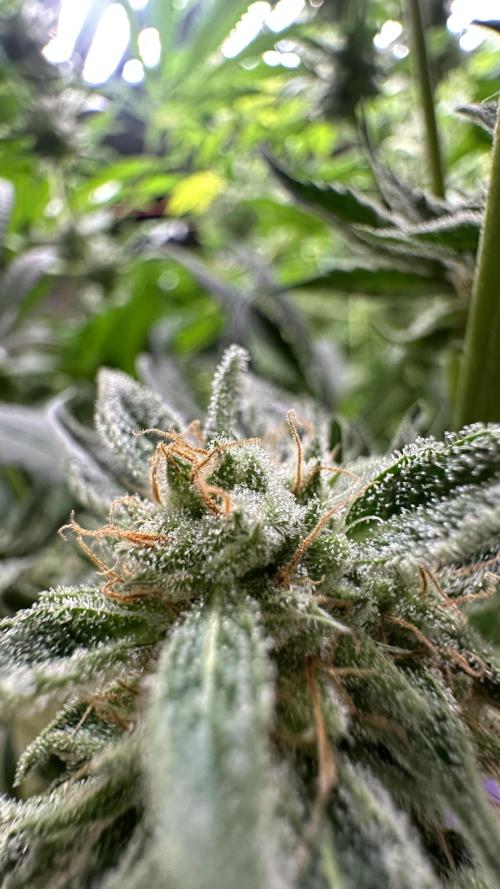 Sticky broccoli 🥦. Week 13