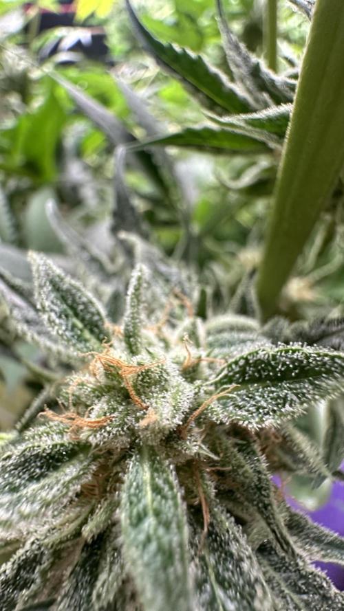 Sticky broccoli 🥦. Week 13