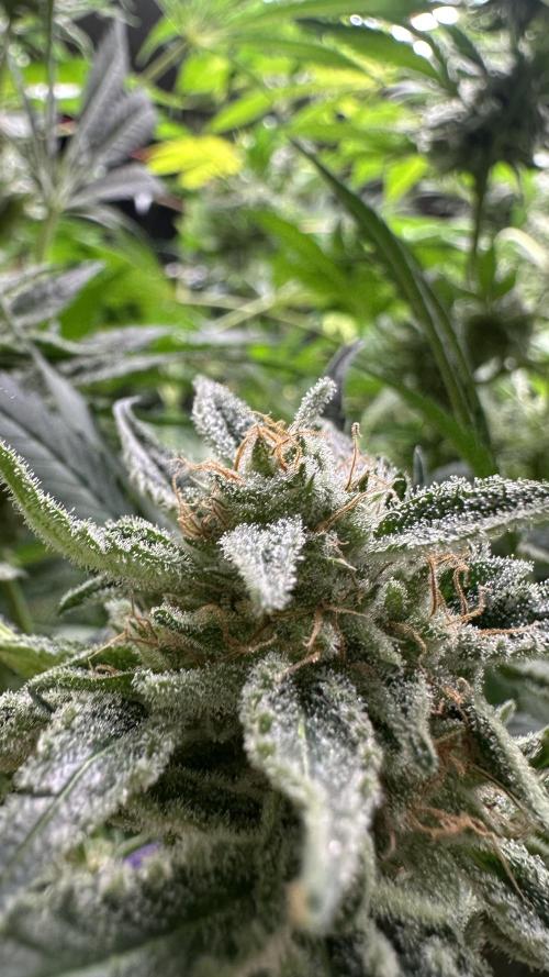 Sticky broccoli 🥦. Week 13