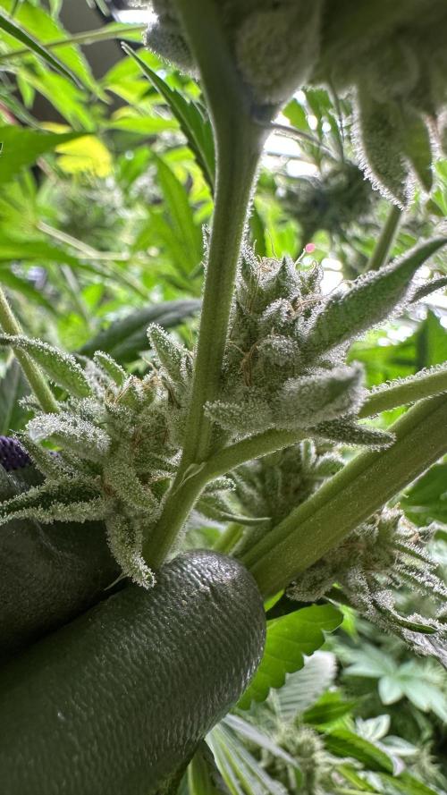 Sticky broccoli 🥦. Week 13