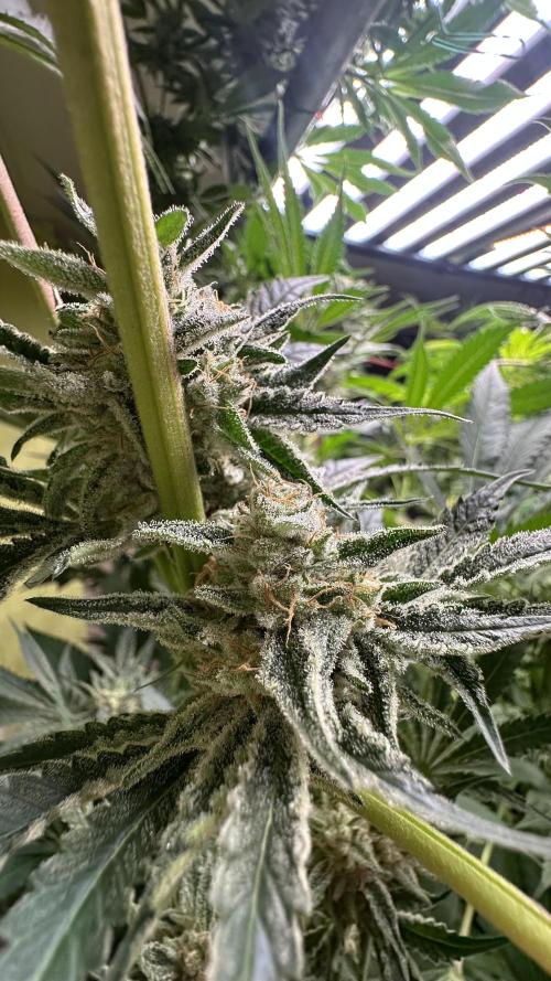 Sticky broccoli 🥦. Week 13