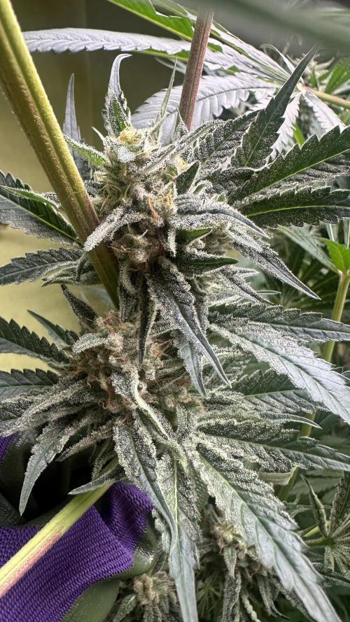Sticky broccoli 🥦. Week 13