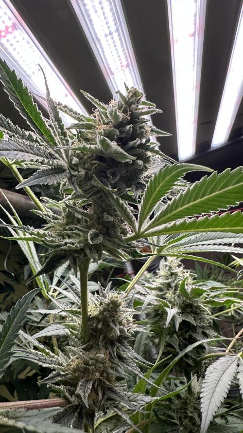 Sticky broccoli 🥦. Week 13