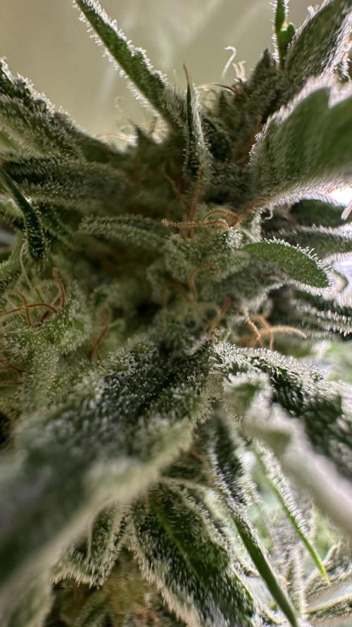 Sticky broccoli 🥦. Week 13