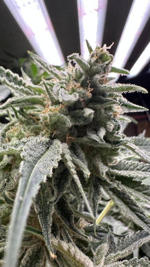 Sticky broccoli 🥦. Week 13