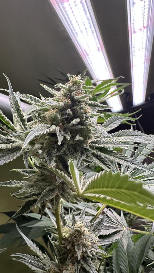 Sticky broccoli 🥦. Week 13