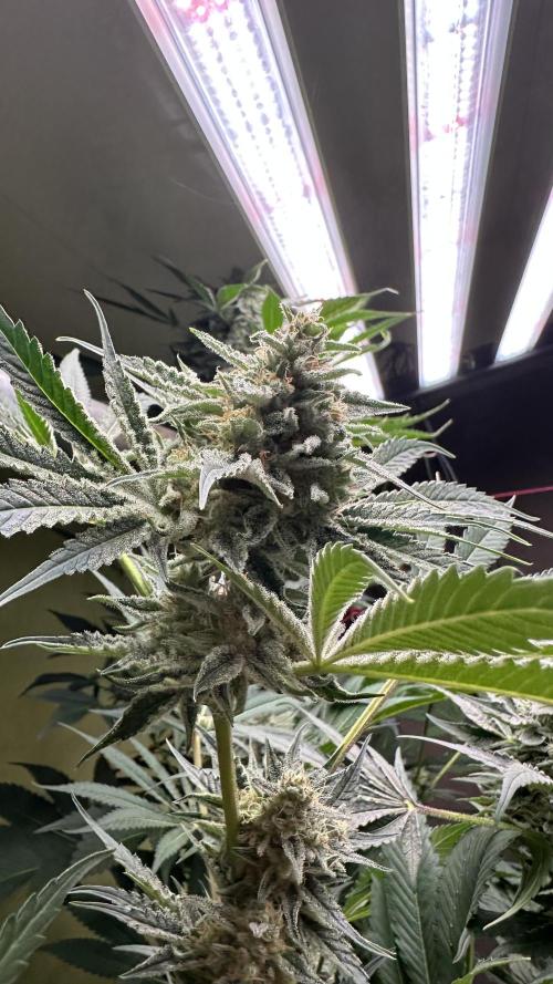 Sticky broccoli 🥦. Week 13