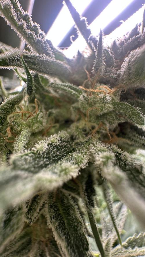 Sticky broccoli 🥦. Week 13