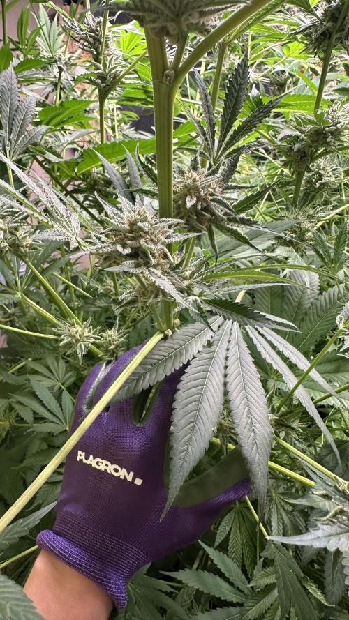 Sticky broccoli 🥦. Week 13