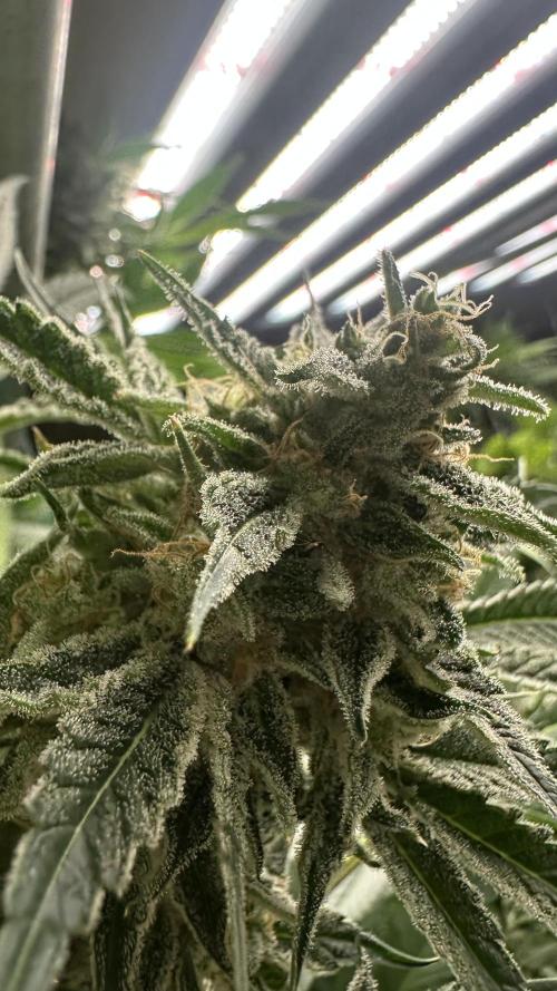 Sticky broccoli 🥦. Week 13