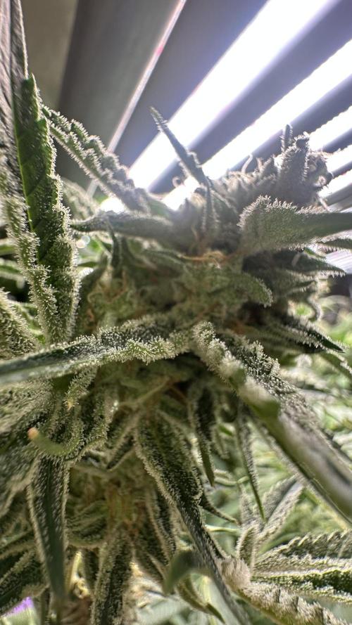 Sticky broccoli 🥦. Week 13
