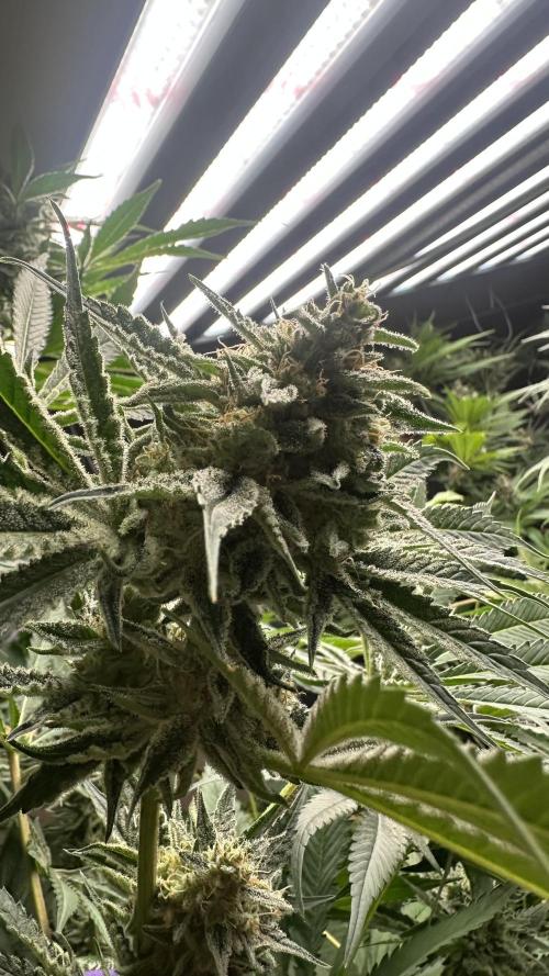 Sticky broccoli 🥦. Week 13