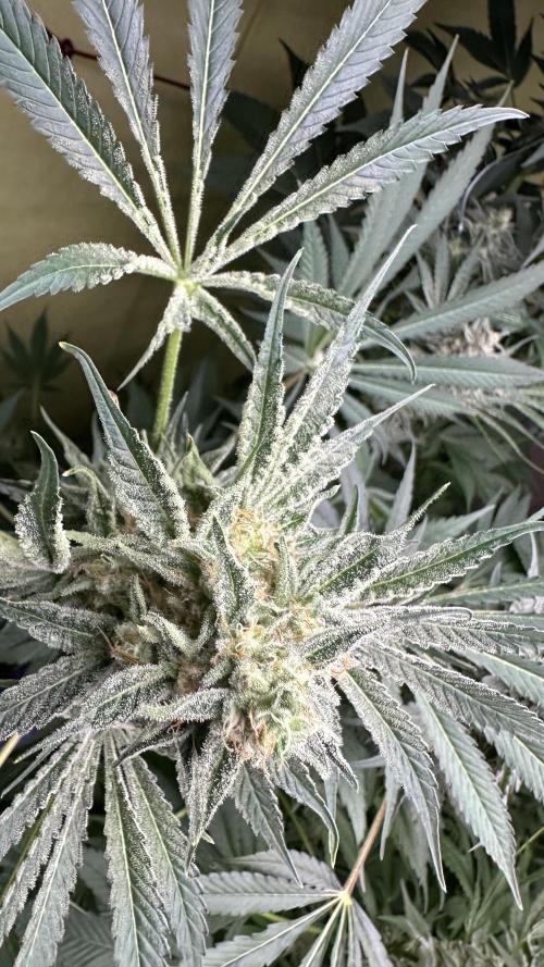 Sticky broccoli 🥦. Week 13