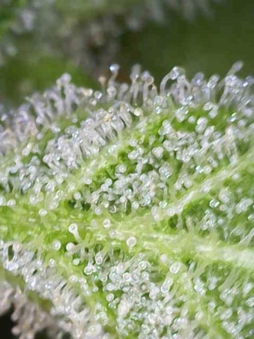 Sticky broccoli 🥦. Week 13