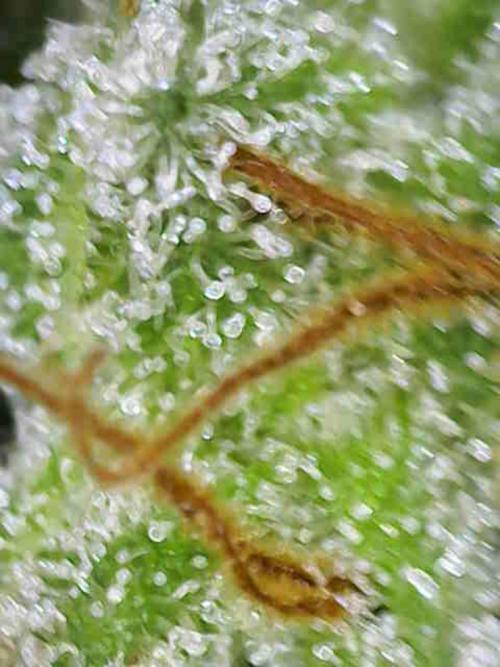 Sticky broccoli 🥦. Week 13