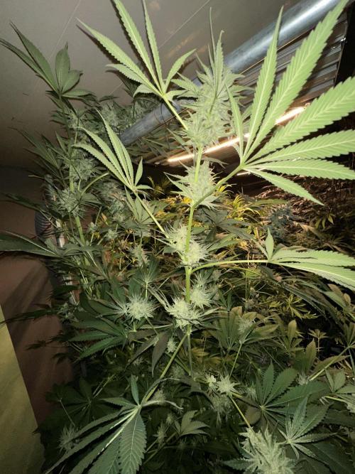 Sticky broccoli 🥦. Week 14