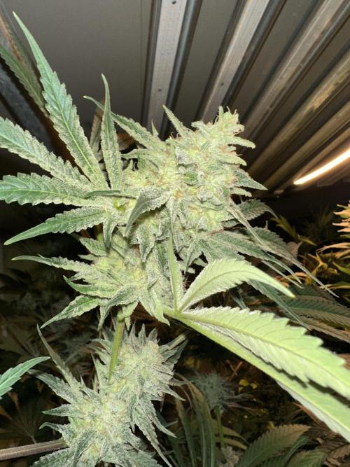 Sticky broccoli 🥦. Week 14