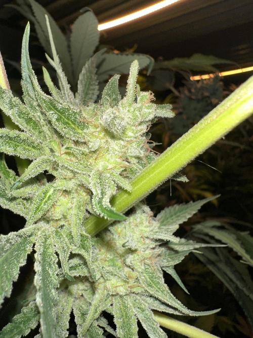 Sticky broccoli 🥦. Week 14