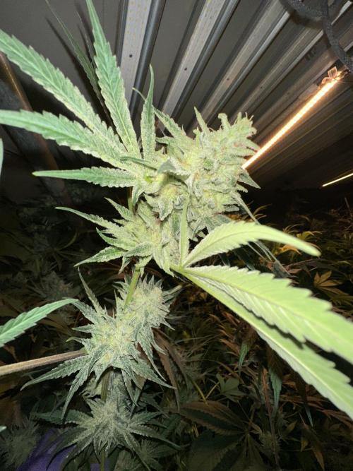 Sticky broccoli 🥦. Week 14