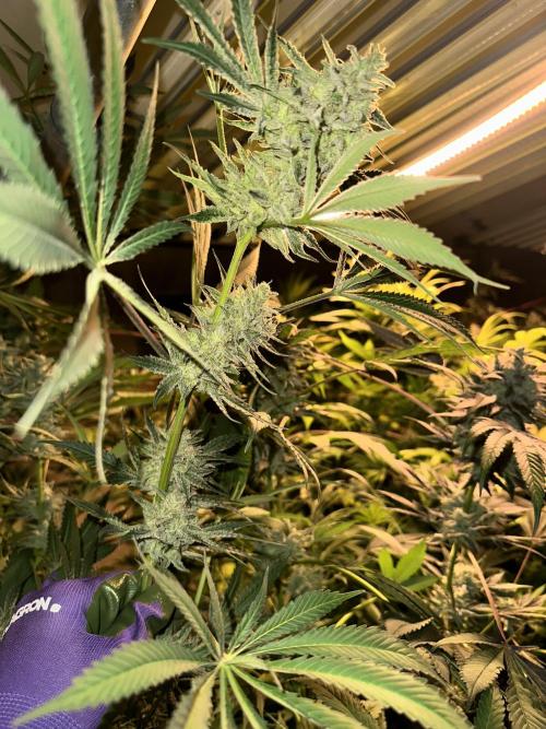 Sticky broccoli 🥦. Week 14