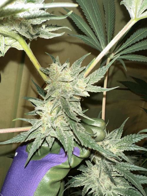Sticky broccoli 🥦. Week 14